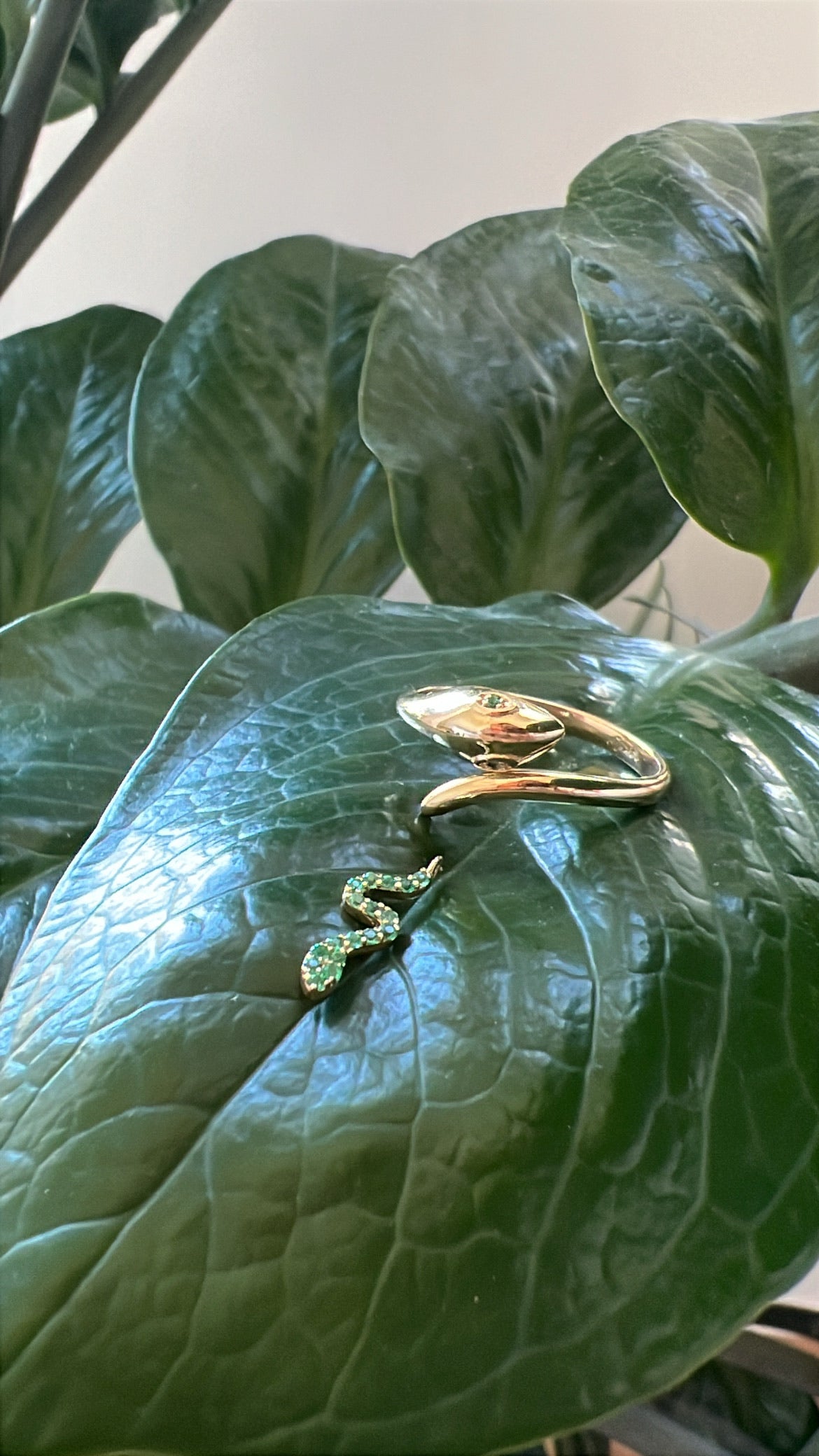 Snake Collection